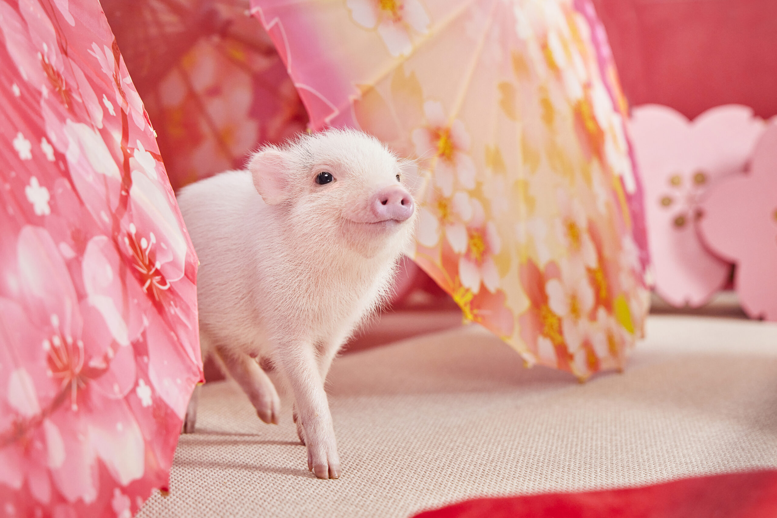 [Asakusa] Cuddle Up with Micro Pigs at mipig cafe Asakusa