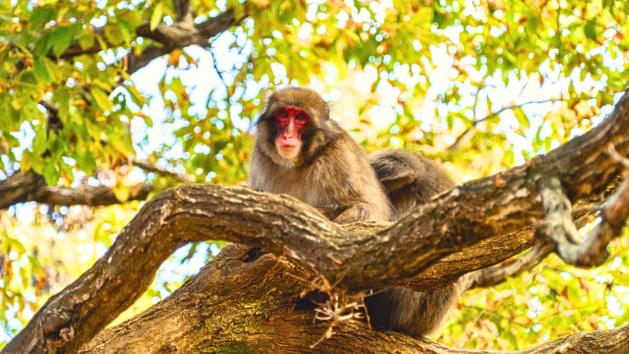 [Kyoto] Meet the Japanese Monkeys of Kyoto in Arashiyama Monkey Park