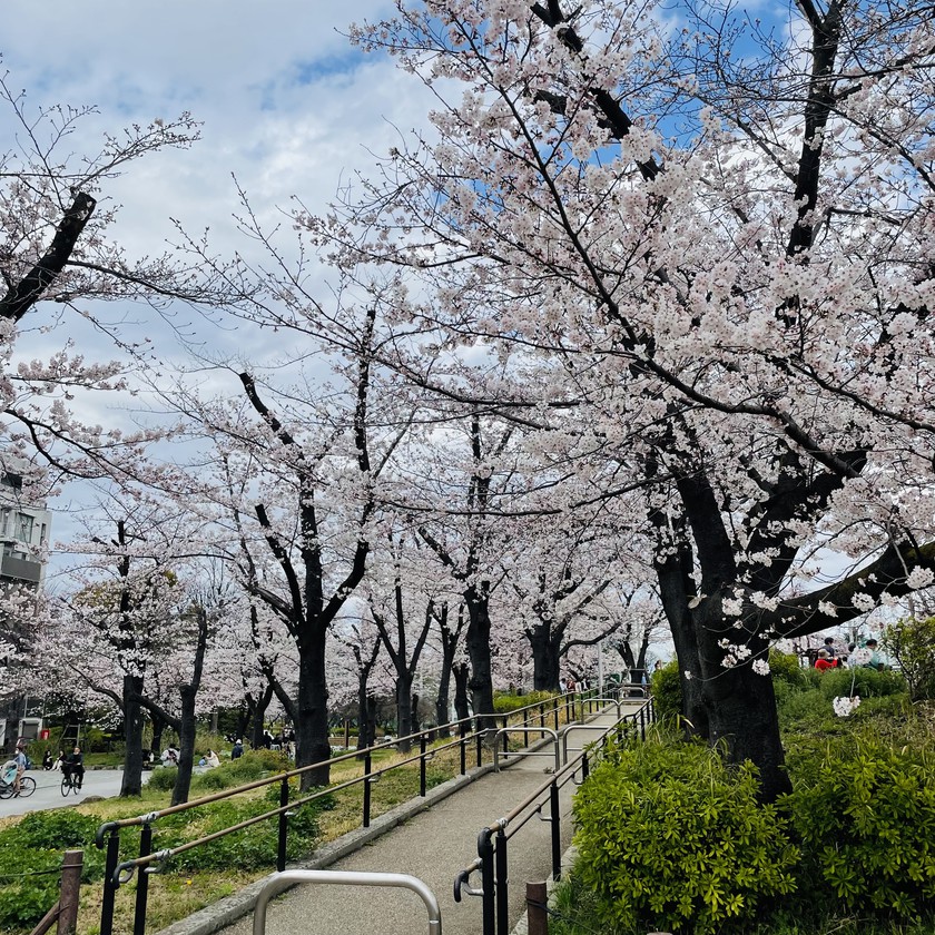 [Asakusa] Stroll along Sumida River and enjoy beautiful cherry blossoms