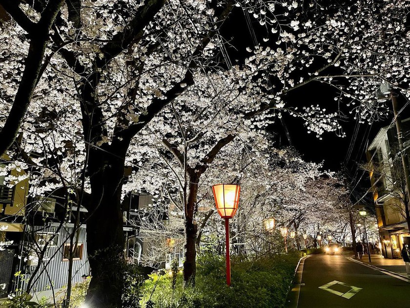 [Kyoto] Cherry blossom forecast ＆nearby cherry blossom viewing spot📣🌸