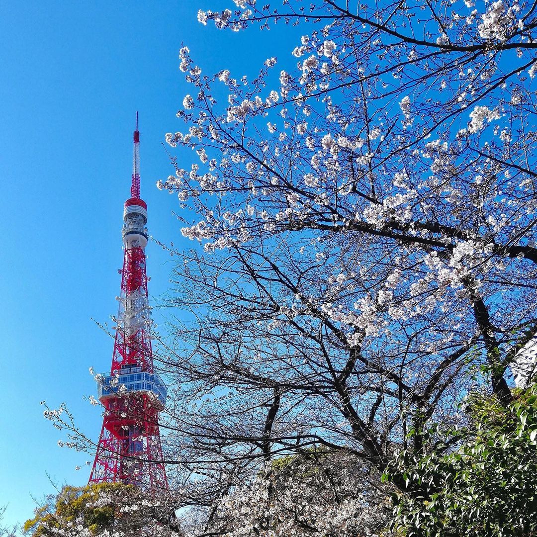 [Hamamatsucho] Cherry blossom forecast & nearby cherry blossom viewing spot