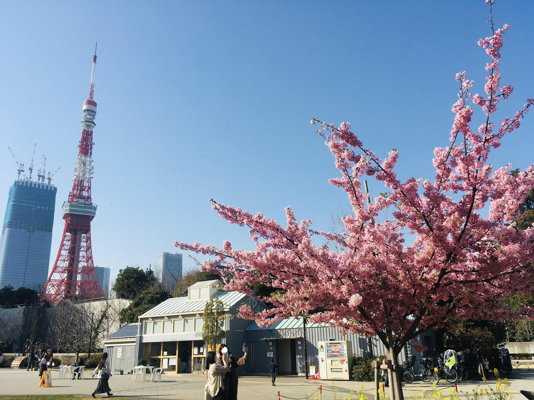 東京タワー×桜